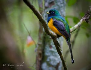 c96-trogon 3.jpg